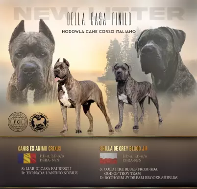 Szczenieta, suczki Cane Corso Italiano 4