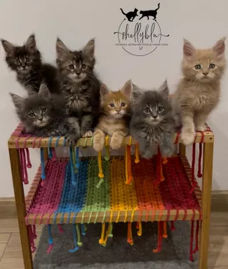 Maine Coon kot kocięta FPL 1