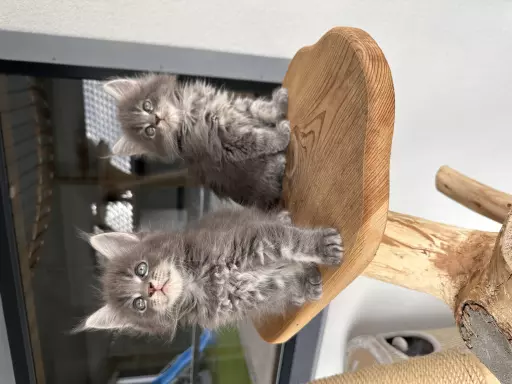 Maine Coon kot kocięta FPL 4