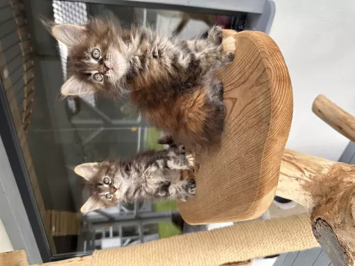 Maine Coon kot kocięta FPL 5