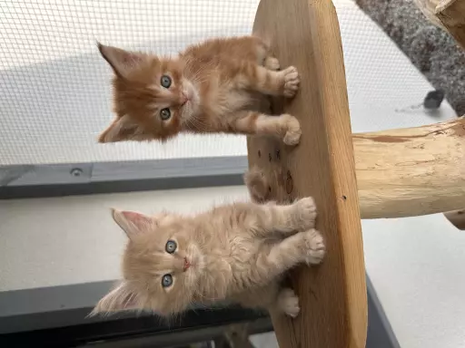 Maine Coon kot kocięta FPL 3