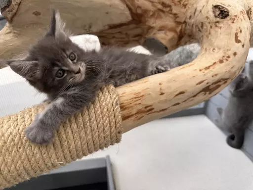 Maine Coon kot kocięta FPL 2
