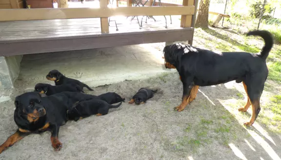 Rottweiler szczenięta ZKwP (FCI), gotowe do odbioru 6