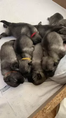 Szpic Wilczy - Wybitnie rokujący miot 3