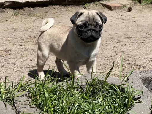 Mops FCI 2