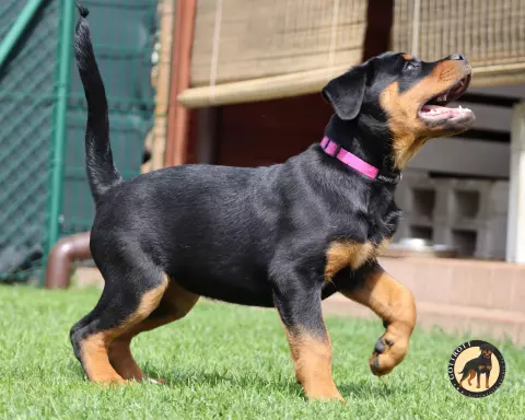 Szczeniaki rottweilera 3