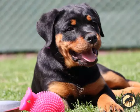 Szczeniaki rottweilera 4