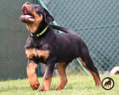 Szczeniaki rottweilera 5