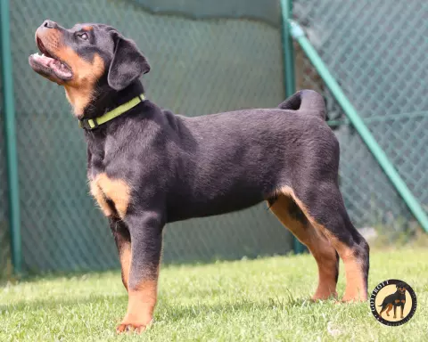 Szczeniaki rottweilera 6