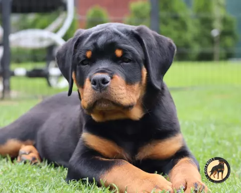 Szczeniaki rottweilera 1