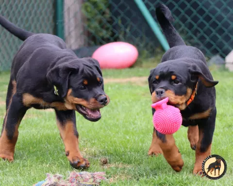 Szczeniaki rottweilera 7