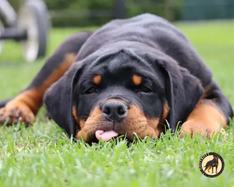 Szczeniaki rottweilera 2