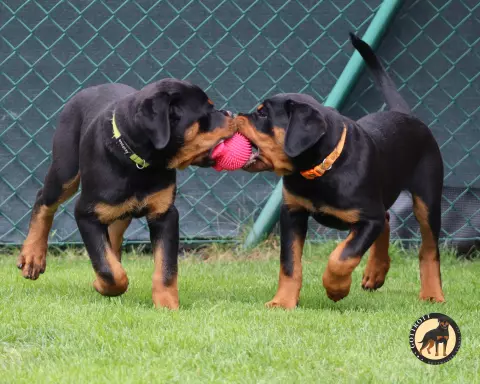 Szczeniaki rottweilera 8