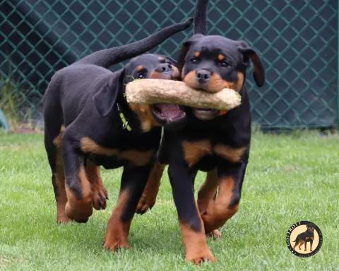 Szczeniaki rottweilera 9