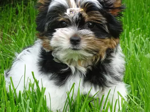 Biewer Yorkshire Terrier ZHPR UCI Już do odbioru 1