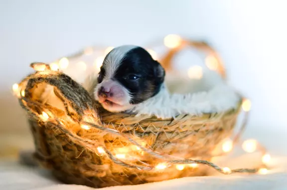 Spaniel Kontynentalny miniaturowy Papillon 1