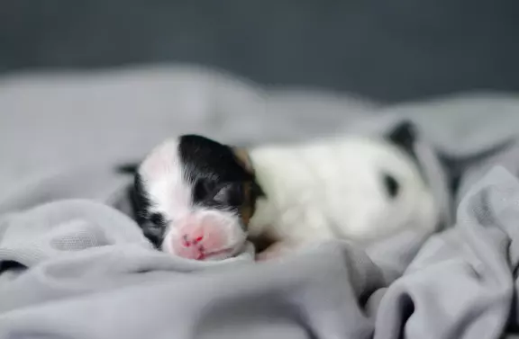 Spaniel Kontynentalny miniaturowy Papillon 3