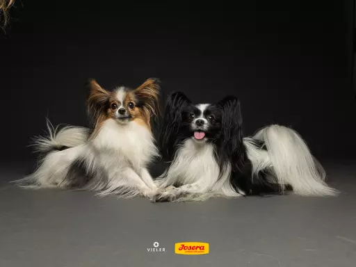 Spaniel Kontynentalny miniaturowy Papillon 4