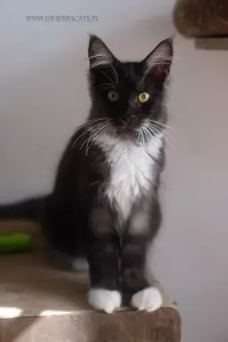 Czarny dymny z białym kocurek Oreo 2
