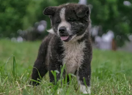 Akita Inu FCI 1