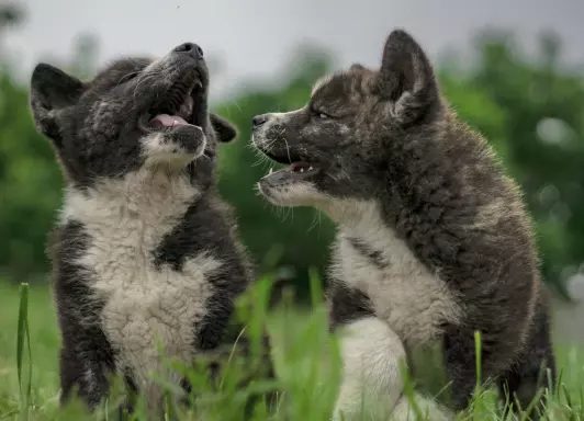 Akita Inu FCI 5