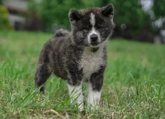 Akita Inu FCI 3