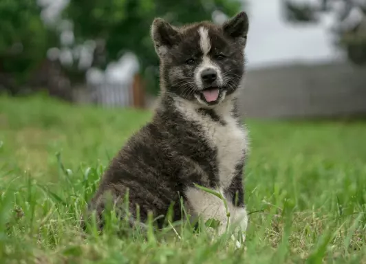 Akita Inu FCI 4