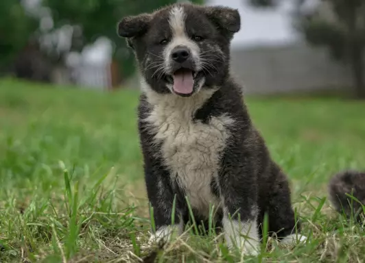 Akita Inu FCI 2