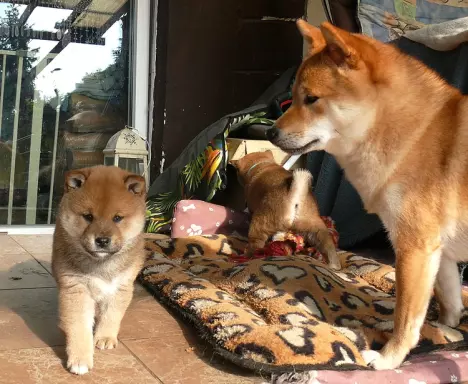 Shiba Inu- piękne wzorcowe szczenieta 1