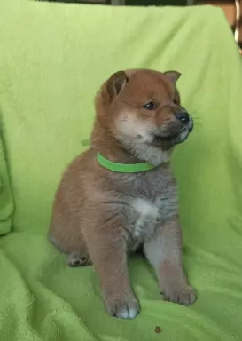Shiba Inu- piękne wzorcowe szczenieta 2
