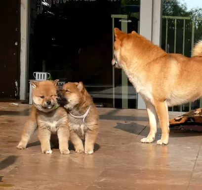 Shiba Inu- piękne wzorcowe szczenieta 3