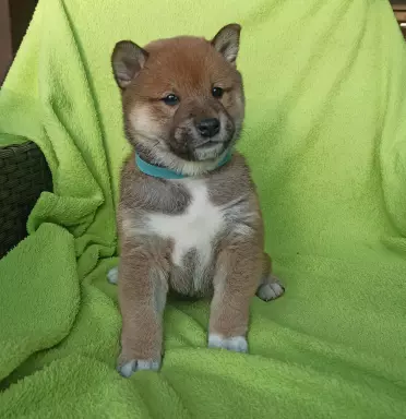 Shiba Inu- piękne wzorcowe szczenieta 4