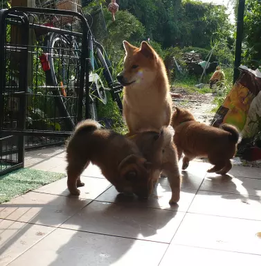 Shiba Inu- piękne wzorcowe szczenieta 5