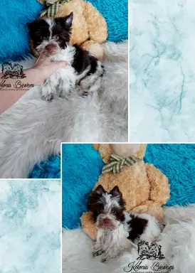 Yorkshire Terrier różne odmiany kolorystyczne PASZPORT!!! 6