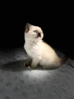 Kocięta ragdoll 1