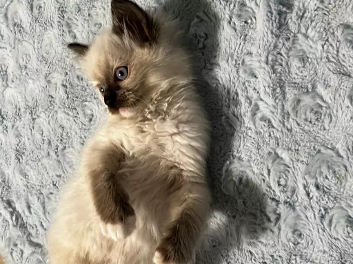 Kocięta ragdoll 2
