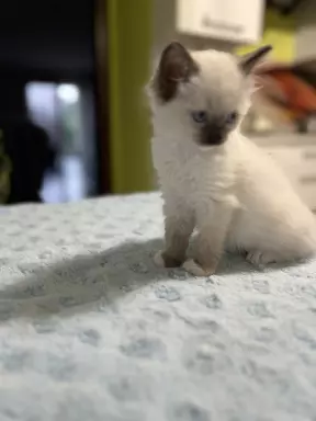 Kocięta ragdoll 3
