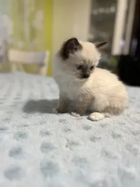 Kocięta ragdoll 4