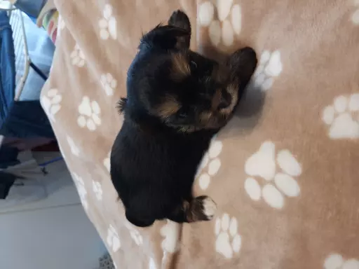 Yorkshire terrier  szczeniaki 2
