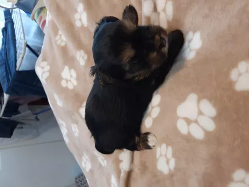 Yorkshire terrier  szczeniaki 3