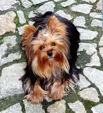 Yorkshire terrier  szczeniaki 1