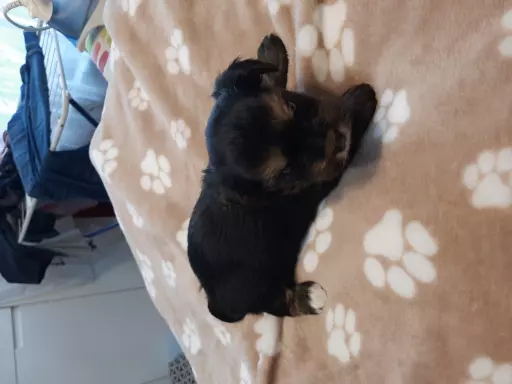 Yorkshire terrier  szczeniaki 4