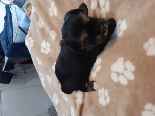 Yorkshire terrier  szczeniaki 5