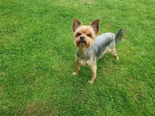 Yorkshire terrier  szczeniaki 8