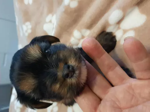 Yorkshire terrier  szczeniaki 6