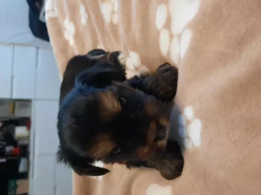 Yorkshire terrier  szczeniaki 7