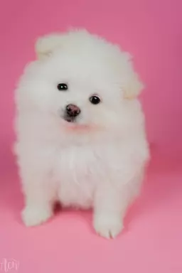 Pomeranian piesek puchaty i śnieżnobiały 1