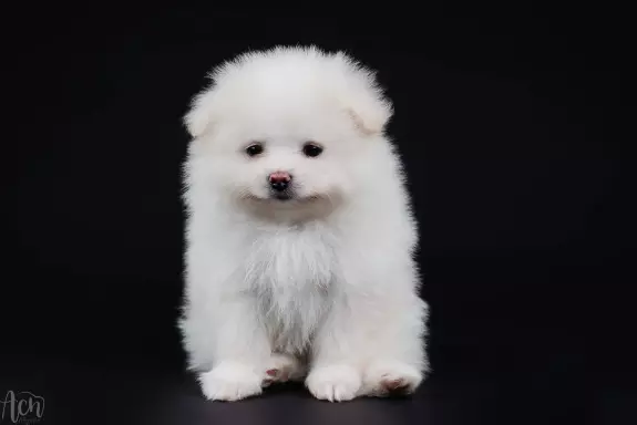 Pomeranian piesek puchaty i śnieżnobiały 2