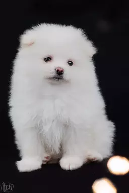 Pomeranian piesek puchaty i śnieżnobiały 3