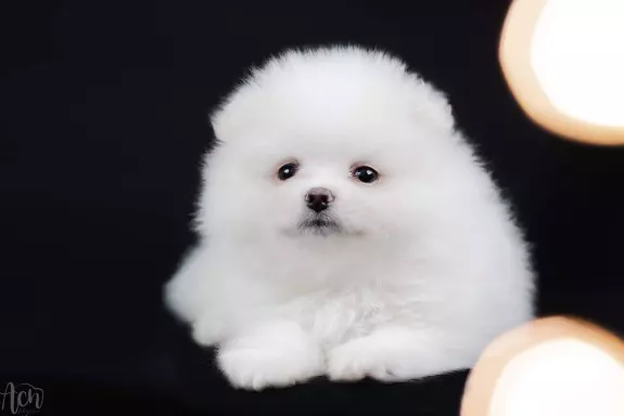 Pomeranian piesek puchaty i śnieżnobiały 4